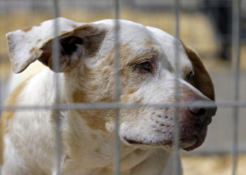 aspca cancel membership without calling