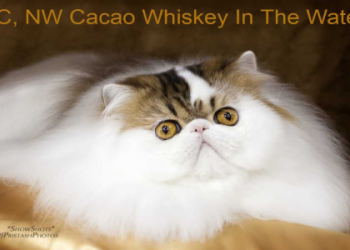 british shorthair for sale texas