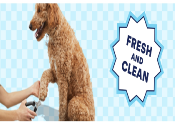 petco groomer near me