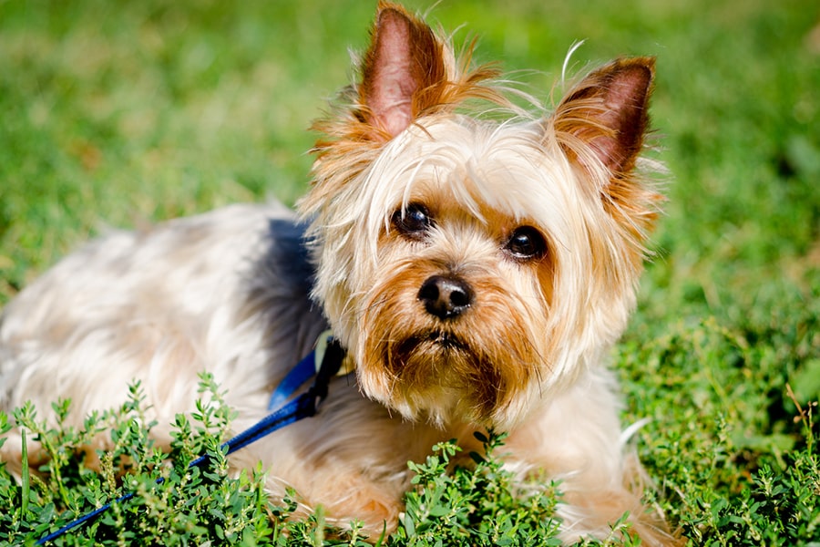 images of yorkies