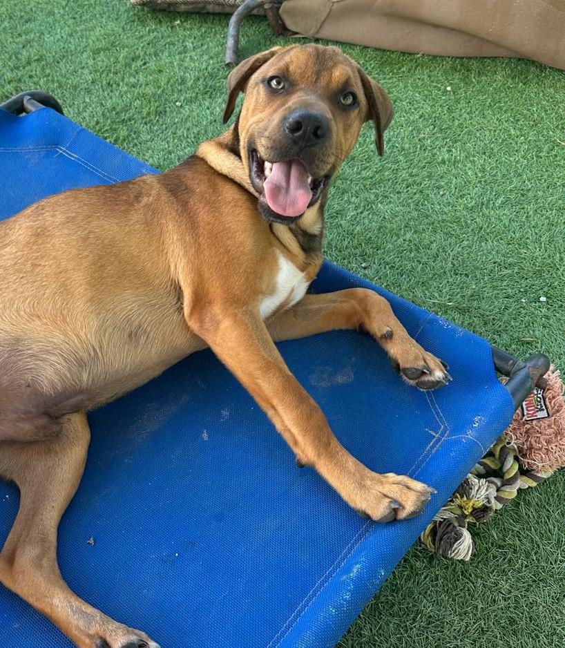 petfinder dogs seattle