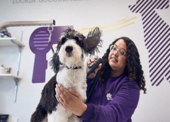 puppy groomer near me