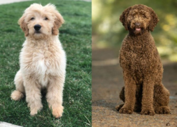 labradoodle pitbull mix