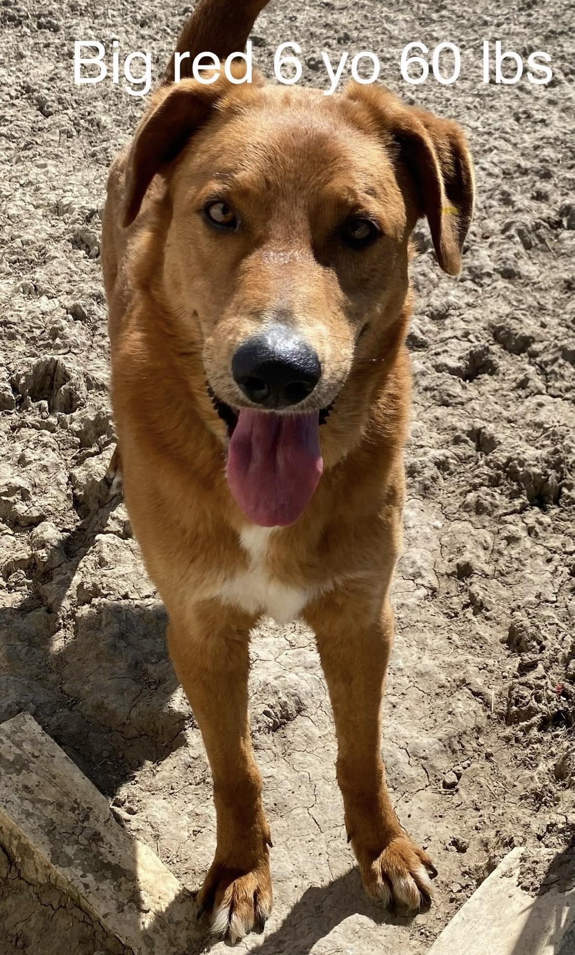 petfinder bloomington