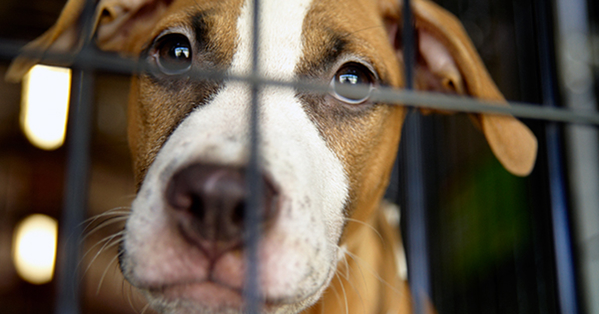 aspca cancel membership without calling