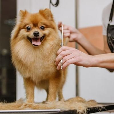 petco groomer near me