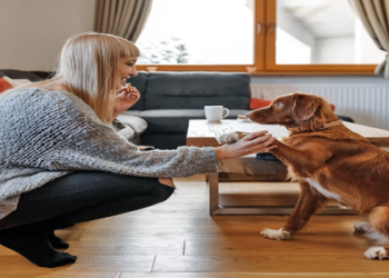 how to teach your dog to paw
