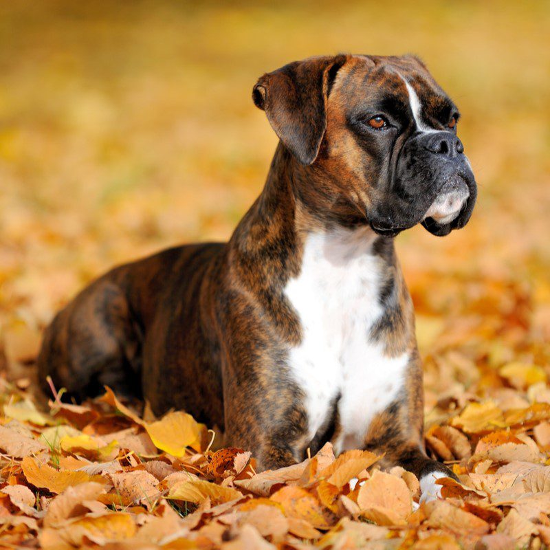 boxer breeders in arizona