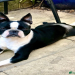boston terrier puppies for sale in florida