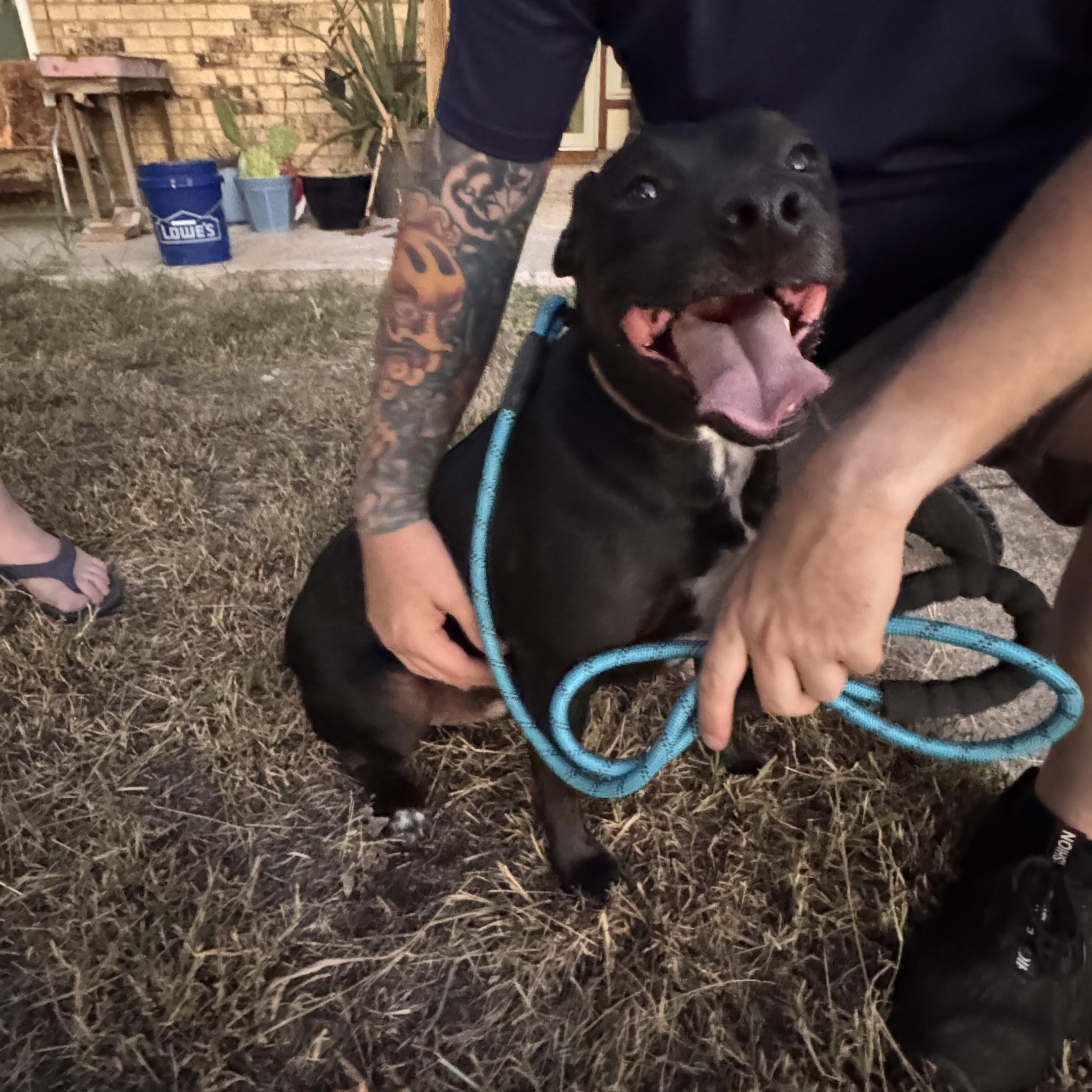 petfinder bloomington