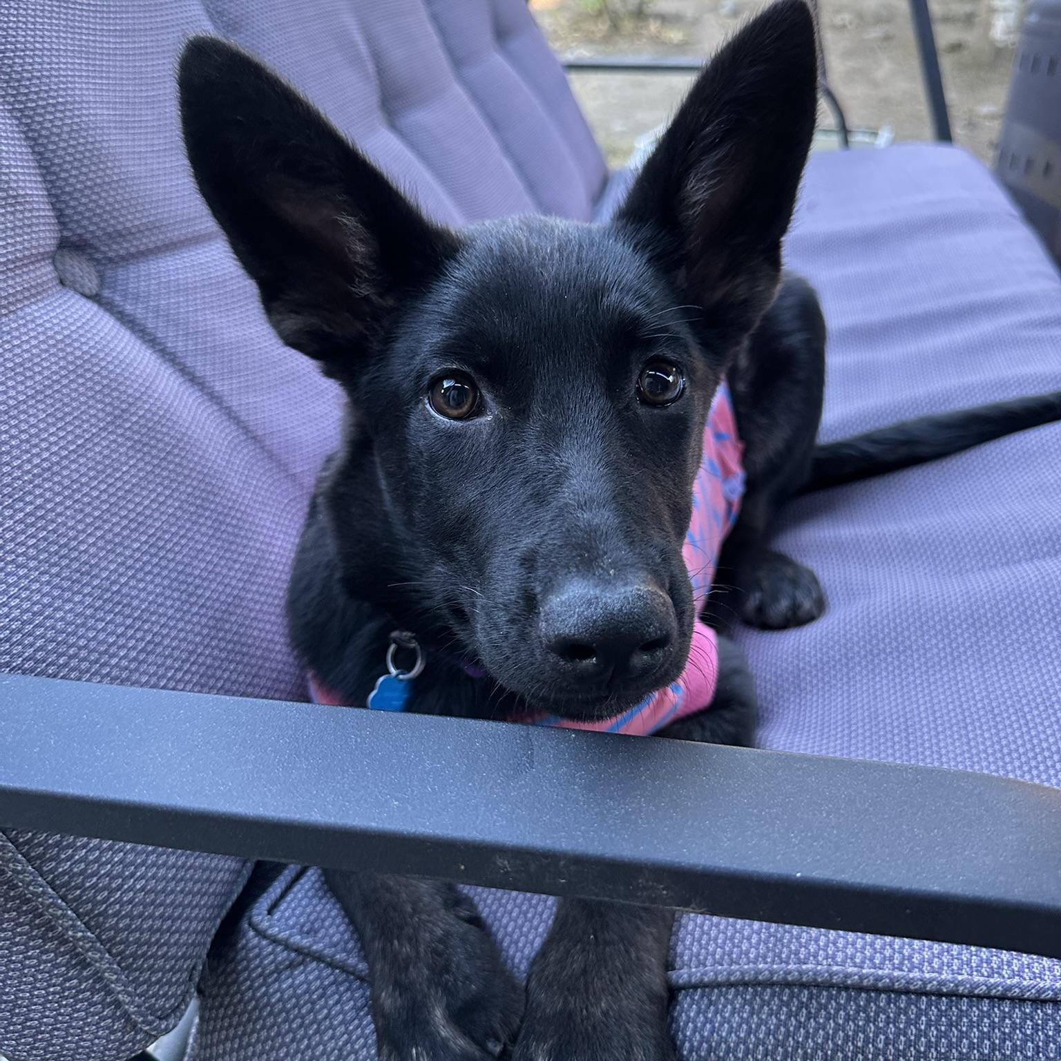 petfinder dogs seattle