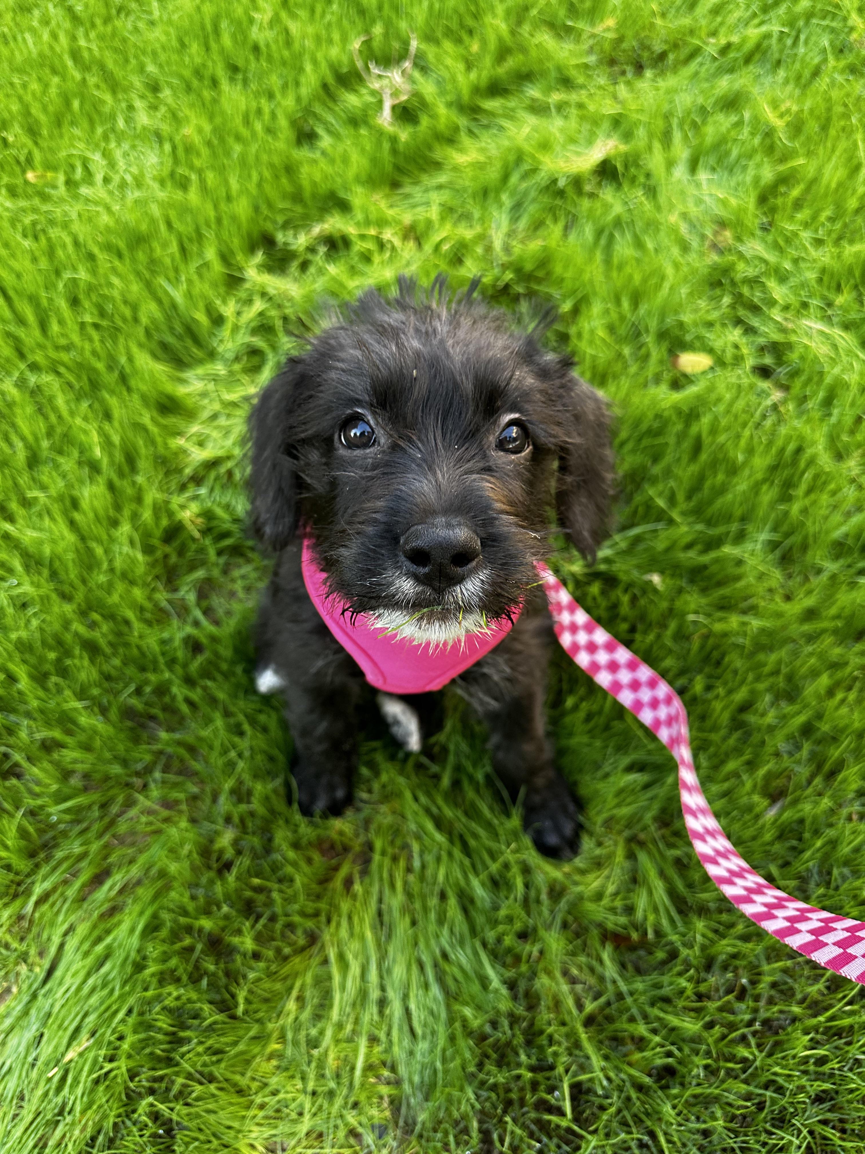 labradoodle pitbull mix