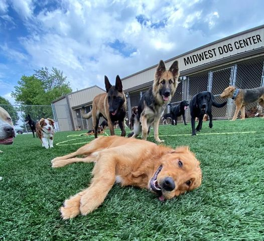 dog centers