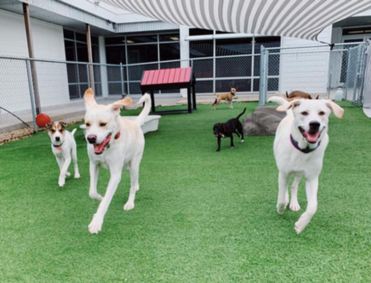 dog centers