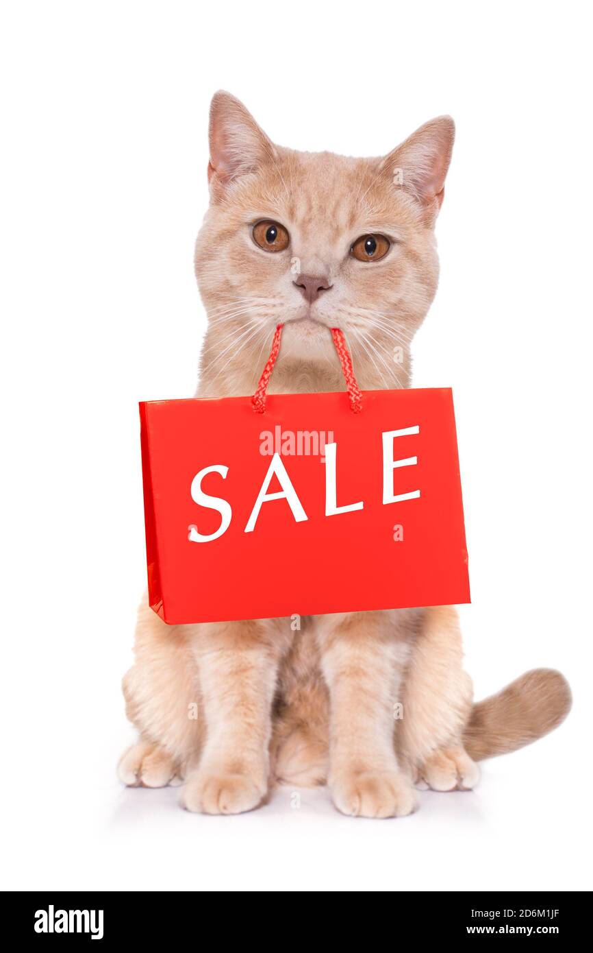 sale cat