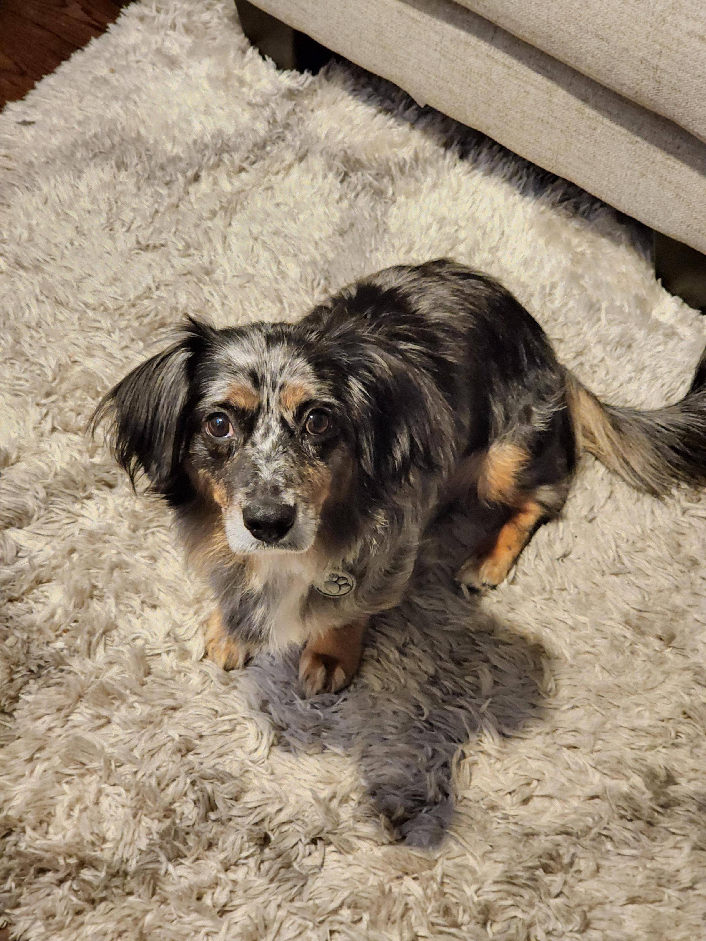 mini aussie dachshund mix for sale