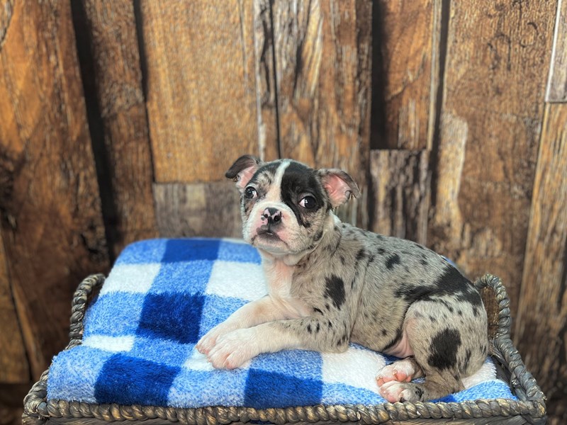 boston terrier puppies for sale in florida