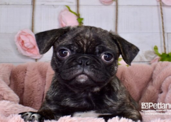 pug puppies indiana