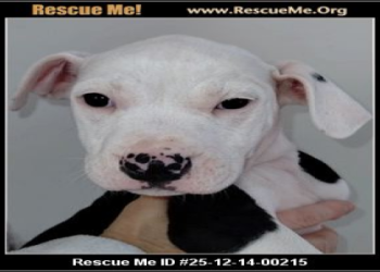 boxer puppies for sale indianapolis