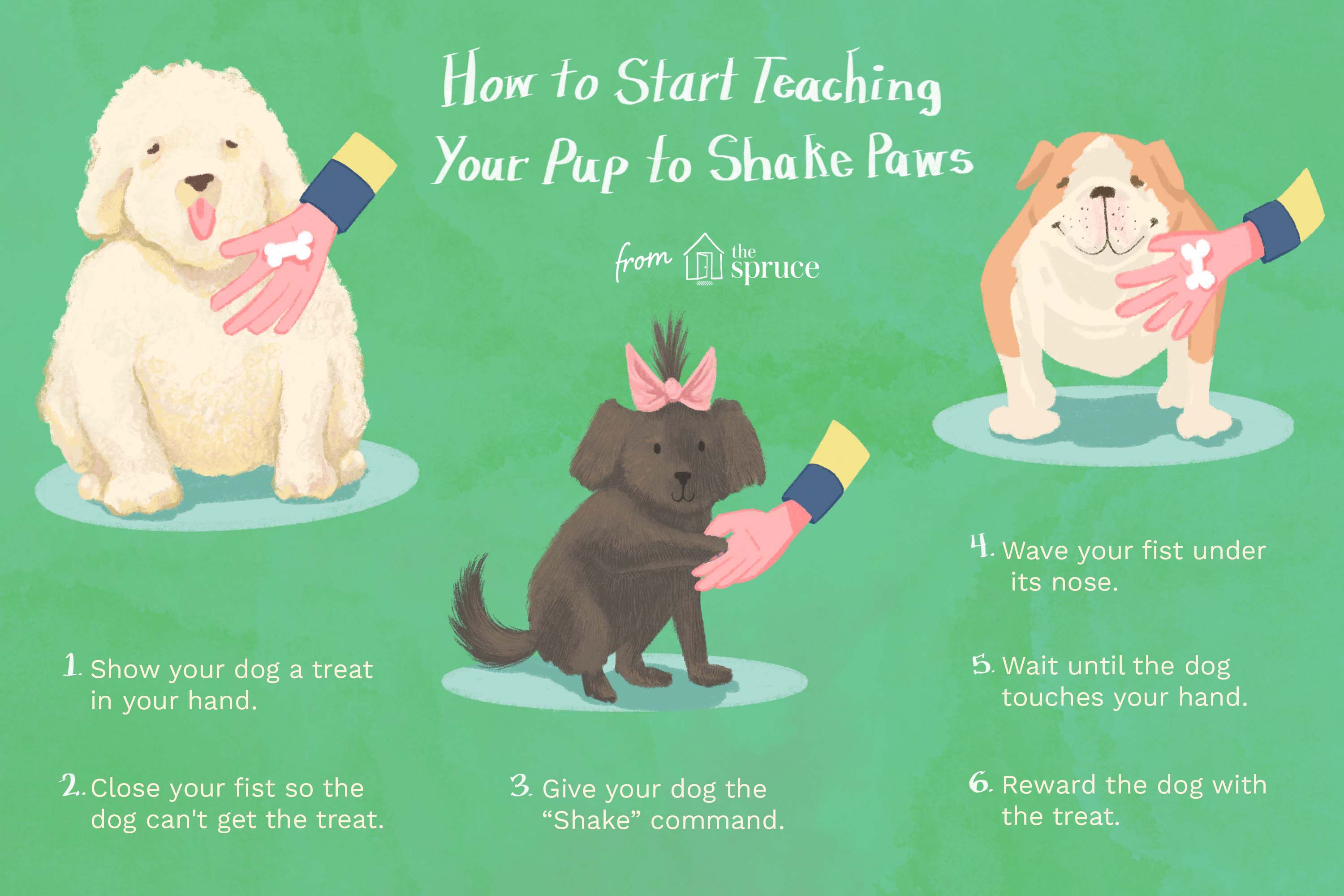 how to teach your dog to paw