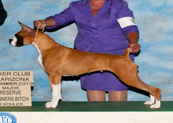 boxer breeders in arizona