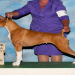 boxer breeders in arizona
