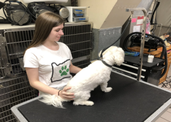 petsmart portland or