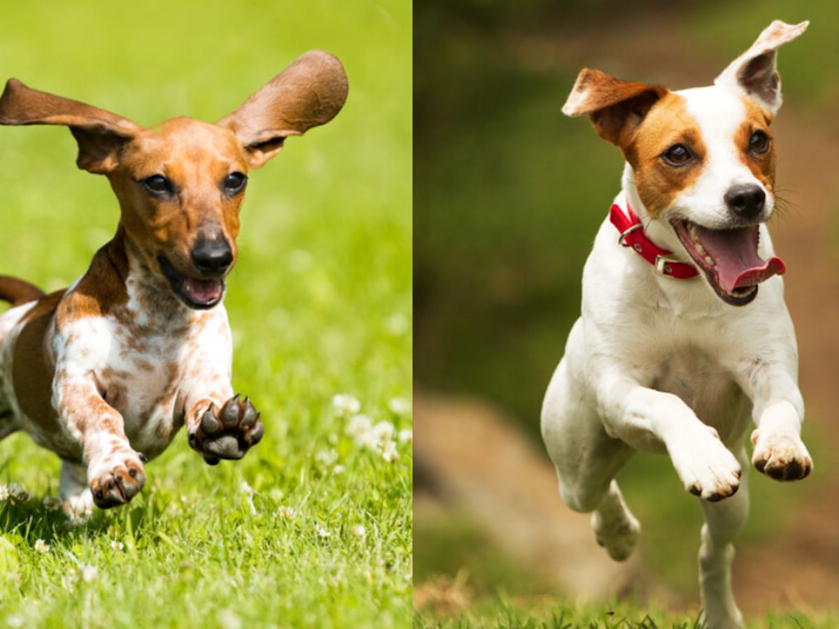 dachshund jack russell terrier mix