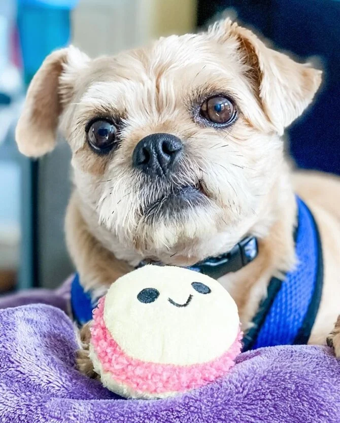 yorkshire terrier pug mix
