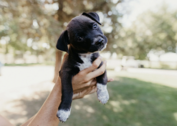 free puppies michigan