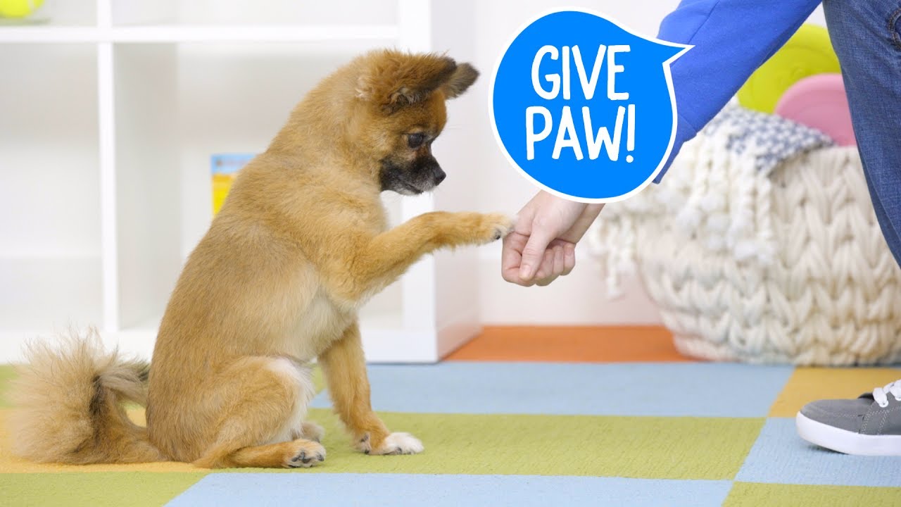 how to teach your dog to paw