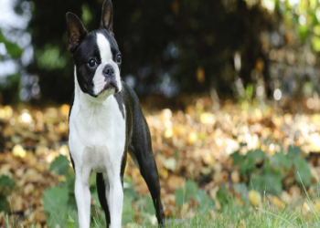 boston terriers for adoption in michigan
