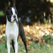 boston terriers for adoption in michigan