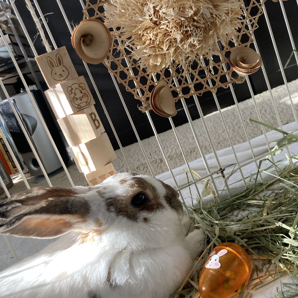 pet stores with rabbits near me