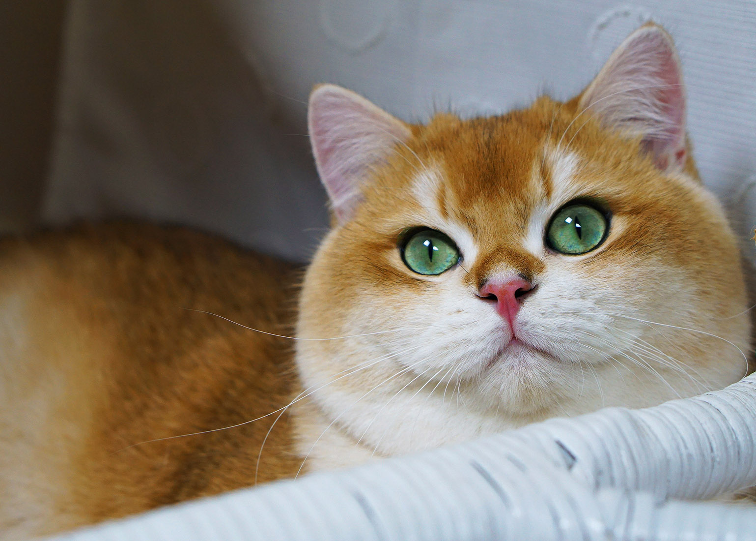 british shorthair for sale texas