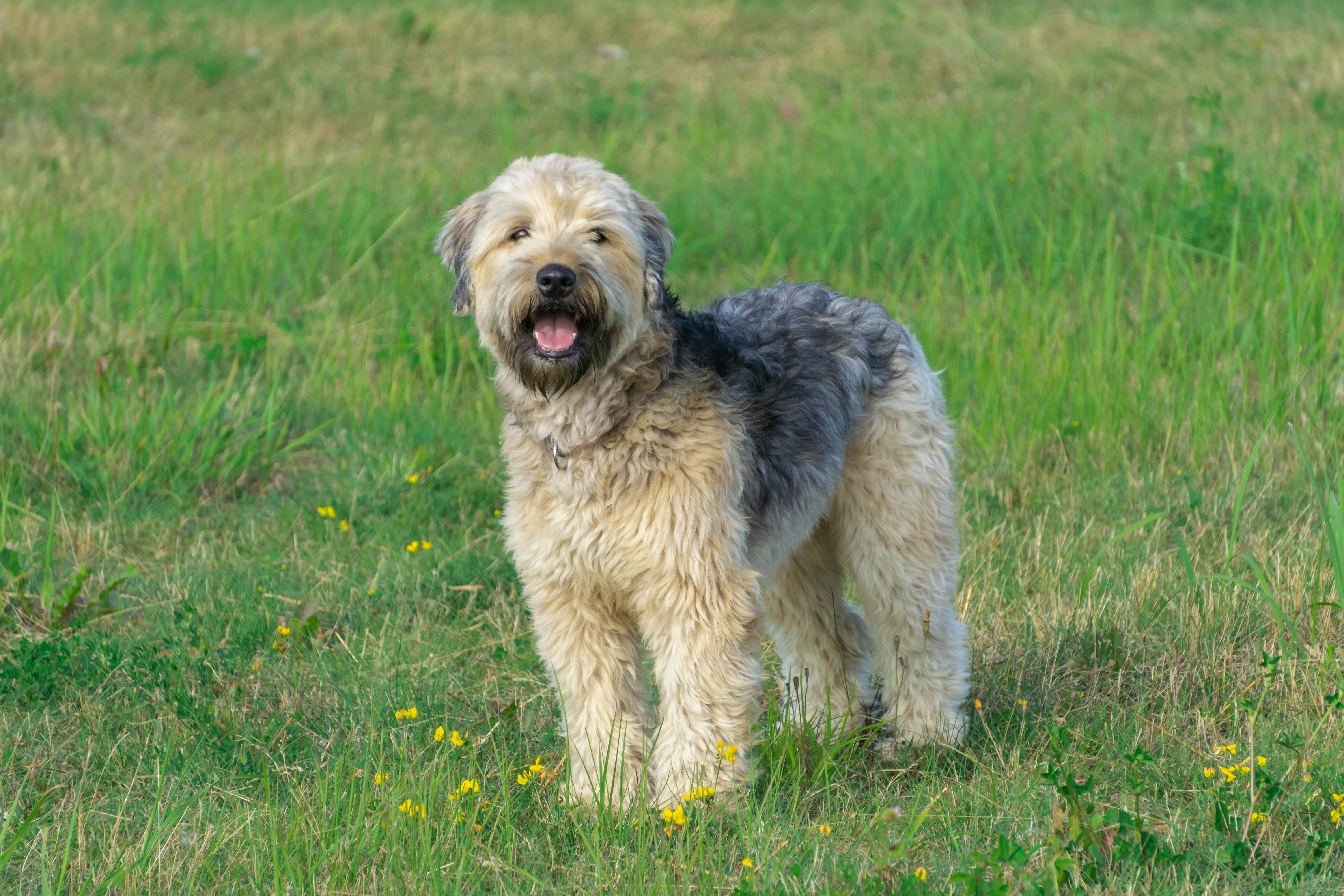 adopt a wheaten terrier