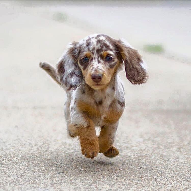 aussie dachshund