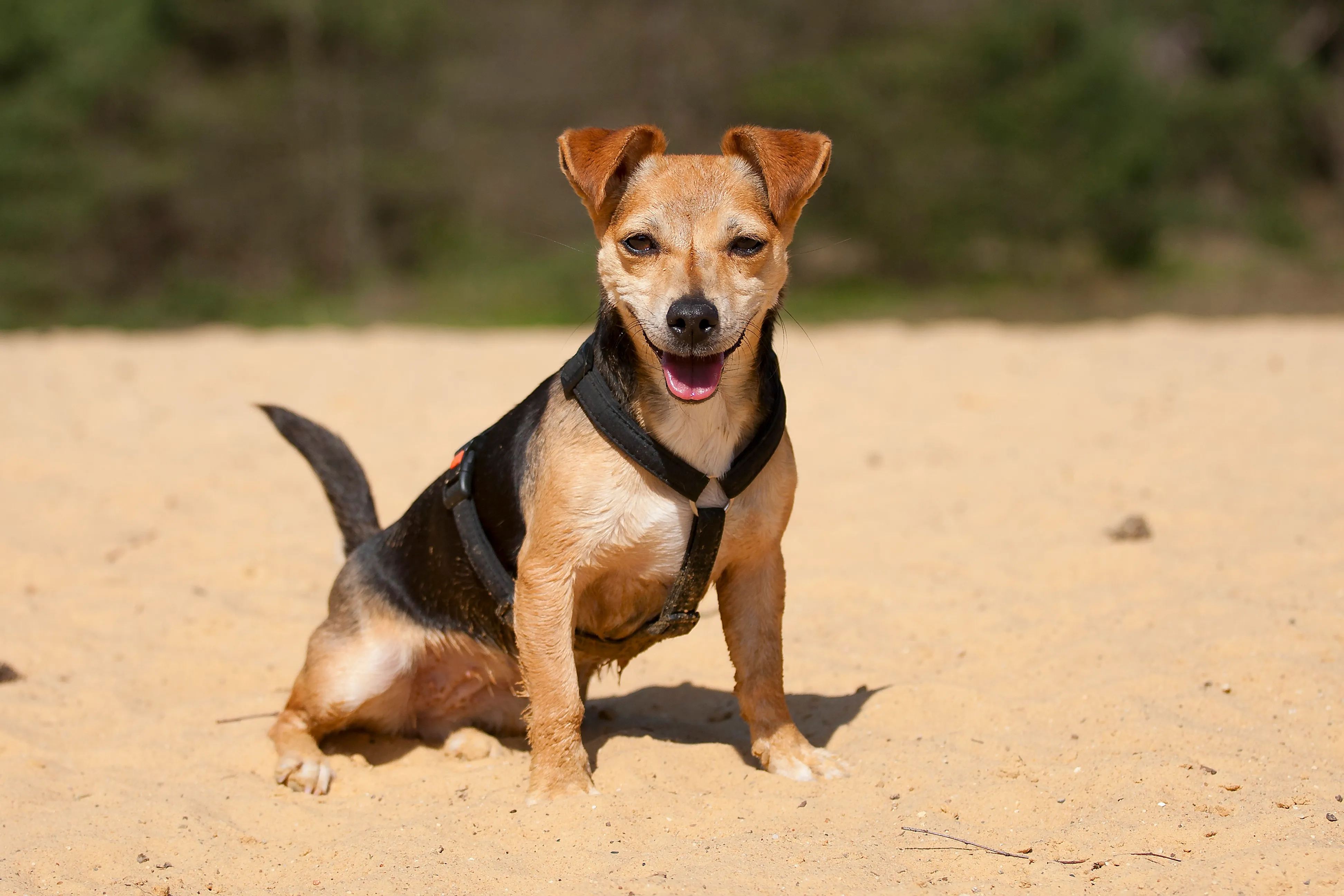 dachshund jack russell terrier mix