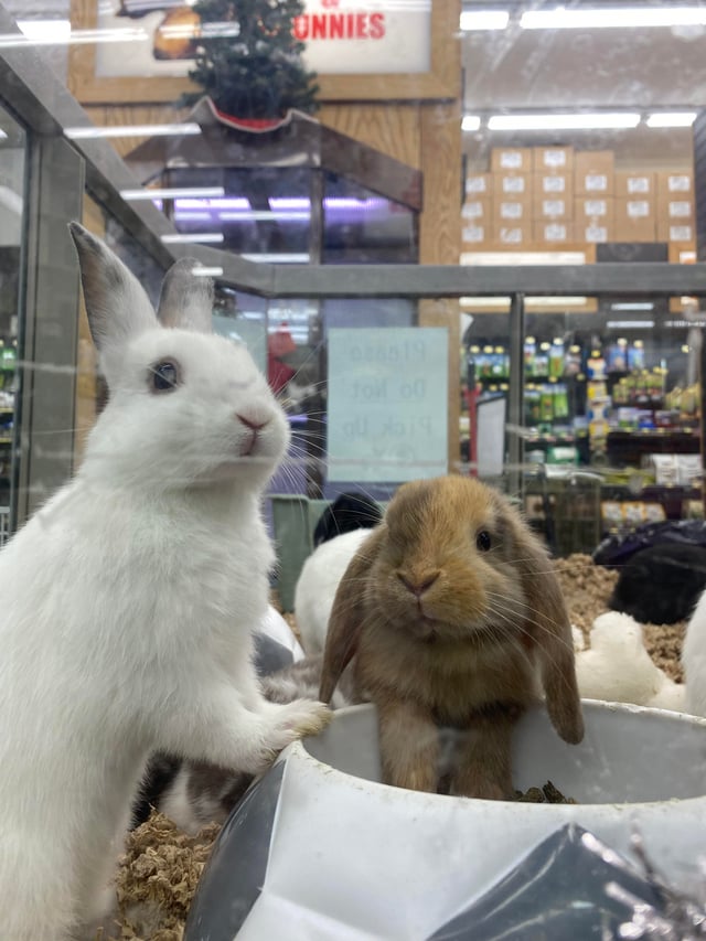 pet stores with rabbits near me