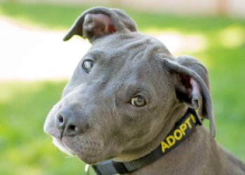 petfinder dogs seattle