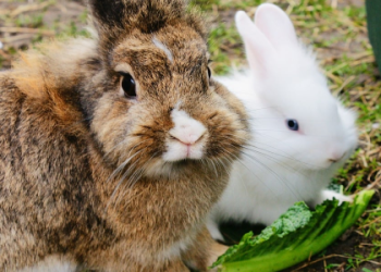 pet stores with rabbits near me
