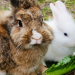 pet stores with rabbits near me