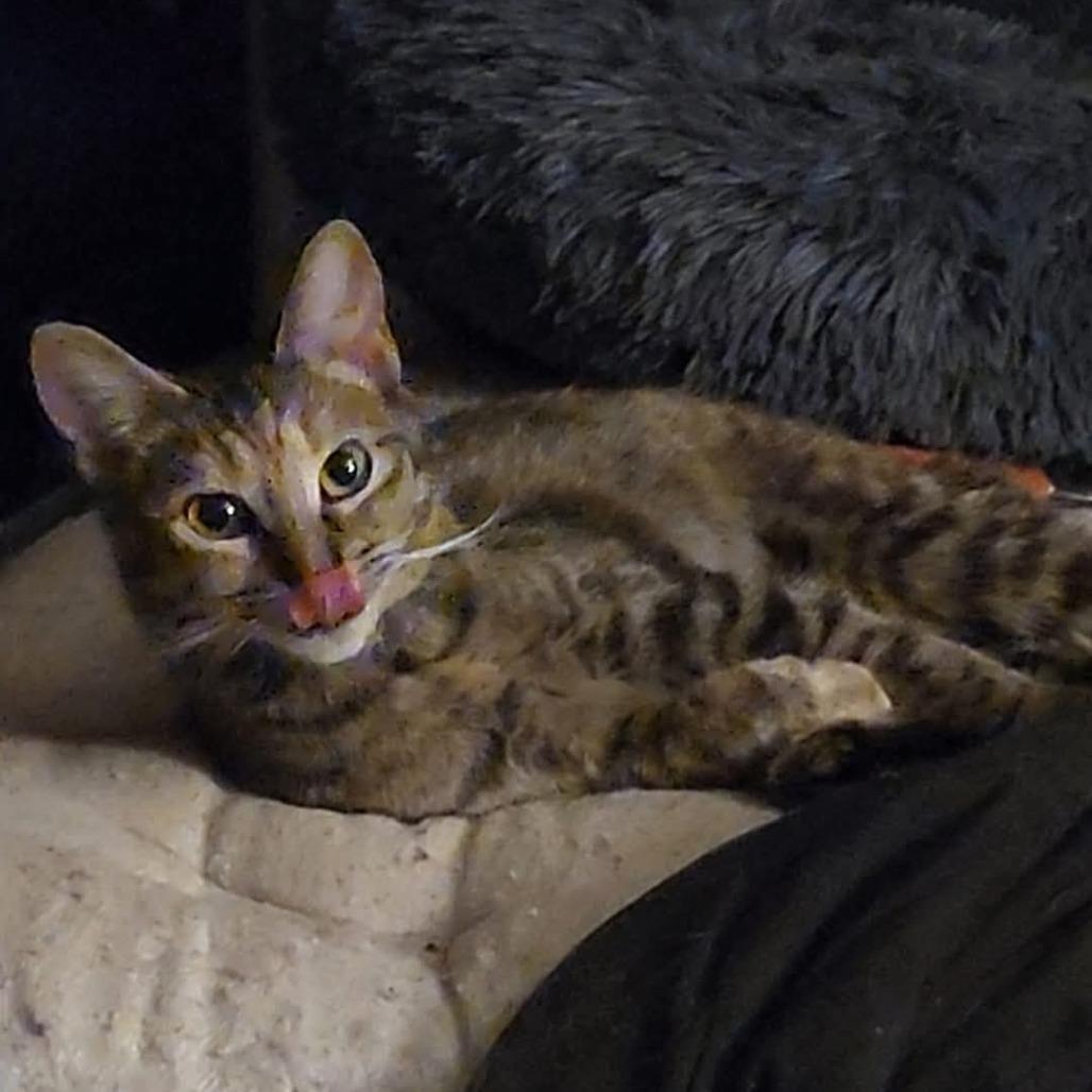 petfinder bloomington