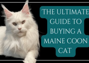 buying a kitten near me