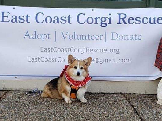 corgi rescue pa