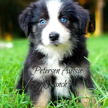 mini aussie dachshund mix for sale