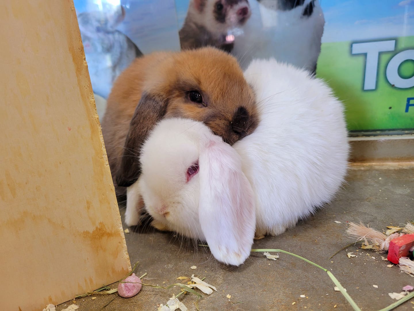 pet stores with rabbits near me