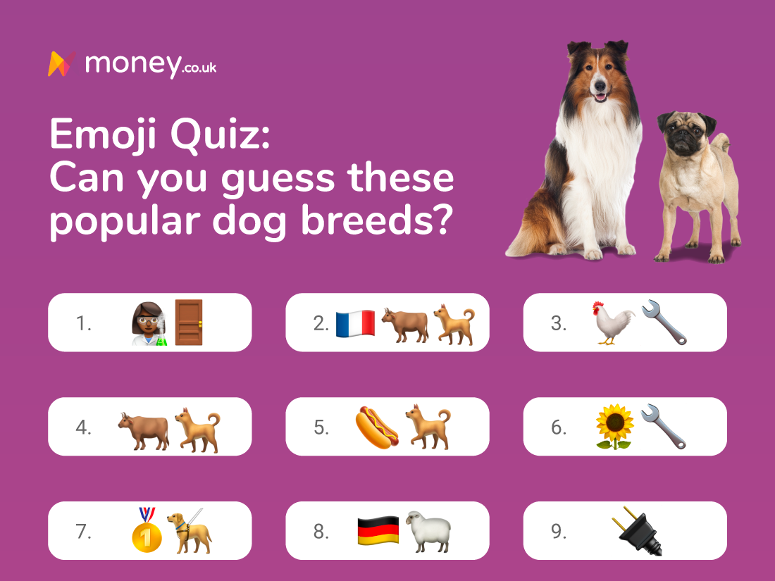 dog finder quiz