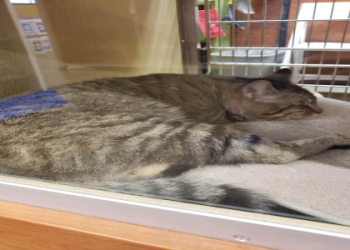 does pet smart sell cats