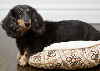 dog grooming ontario ca